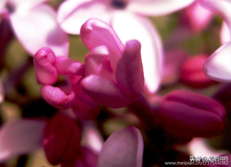 山西农大美丽的校园,山西农大校园风光