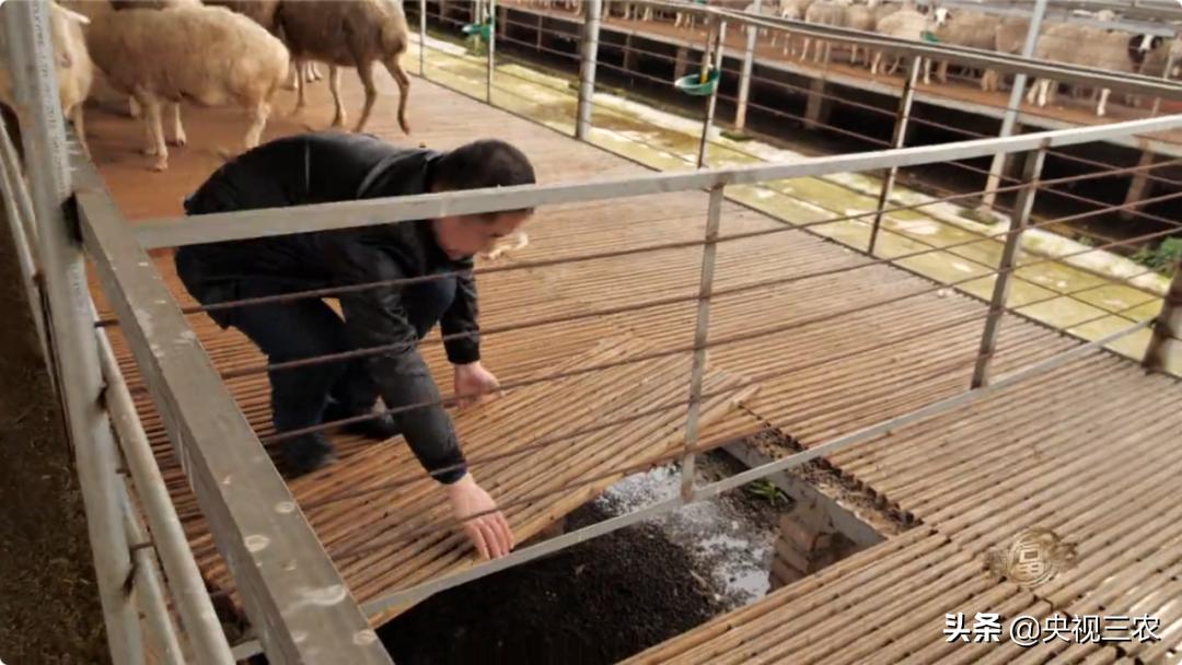 80后小伙返乡创业带着乡亲发羊财,95后小伙半年存款27万