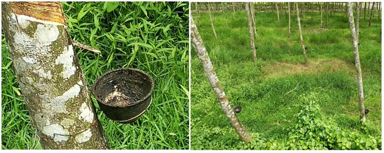 泰国当地乳胶床垫排名,泰国哪里有大量的乳胶床垫