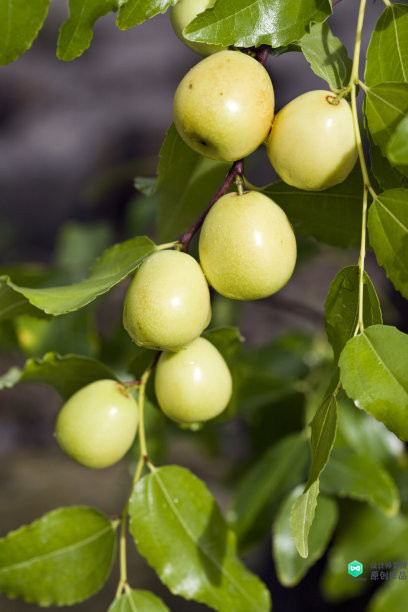 院子适合种的花和设计,庭院设计植物大全