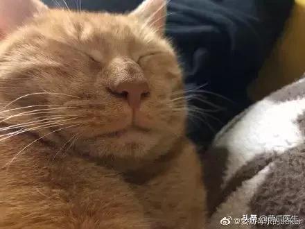 这猫睡姿也太销魂了,猫睡相