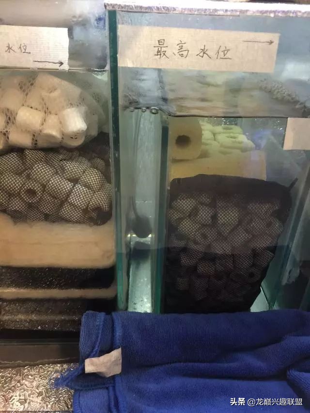 垃圾桶旁边的四方鱼缸,捡回去养了一缸金鱼,别说还挺不错