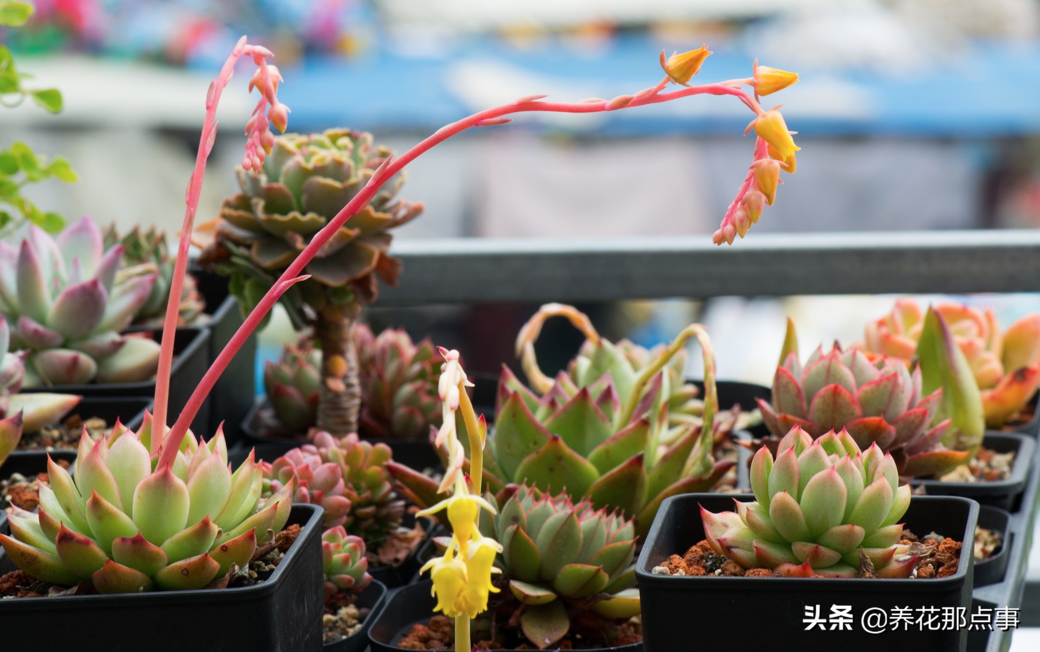 曾经高价多肉,曾经天价的多肉