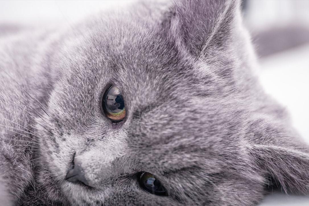 鑻辩煭钃濈尗鍝佺浉閴村埆,绾鑻辩煭钃濈尗鏍囧噯