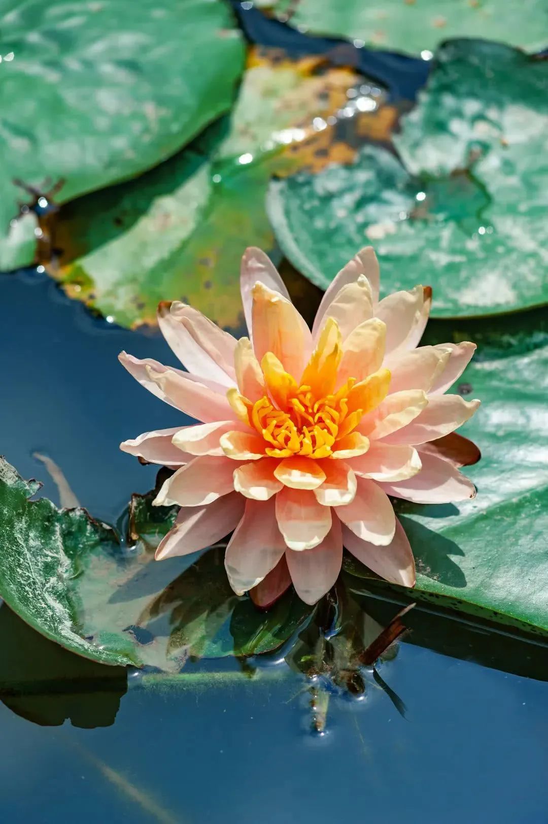 睡莲的生长过程资料,睡莲的生长变化过程