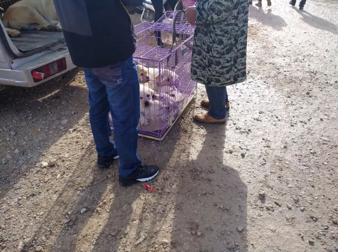 拉布拉多幼犬200元出售同城,出售拉布拉多幼犬50元一只