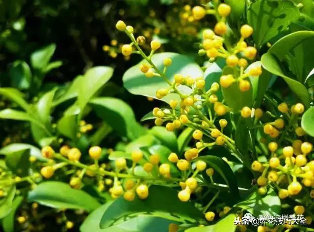 香味最好闻的十种花,一年四季都能闻到香味的四种花