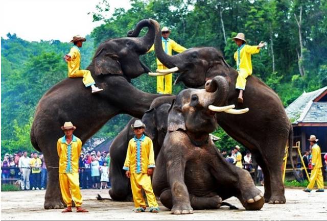 西双版纳最著名的旅游景点,西双版纳旅游景点排行榜第几