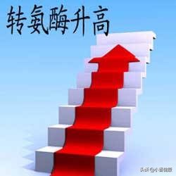 感冒会引起转氨酶胆红素偏高,感冒会影响肝功能的转氨酶高吗