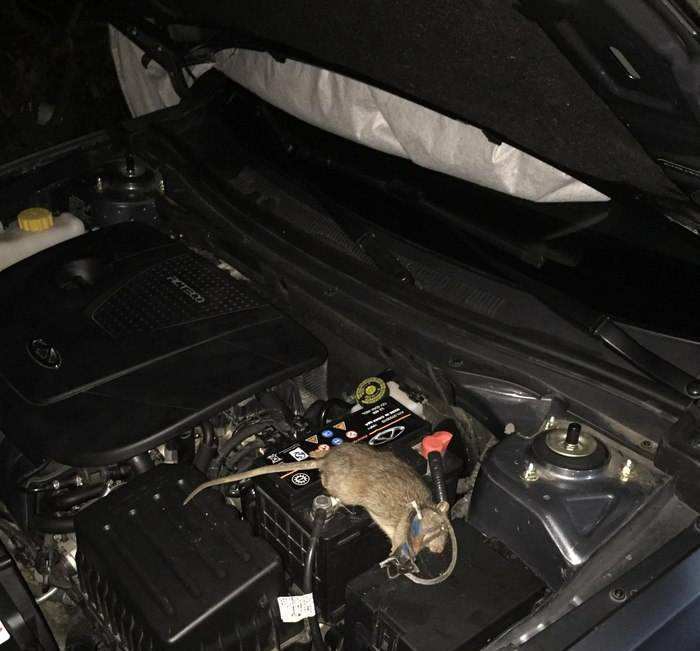 老鼠在车里面拉的尿如何清除气味,老鼠进车里最有效驱赶方法