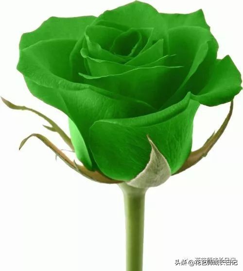 1-999朵玫瑰花分别代表什么花语,1到99朵玫瑰花花语