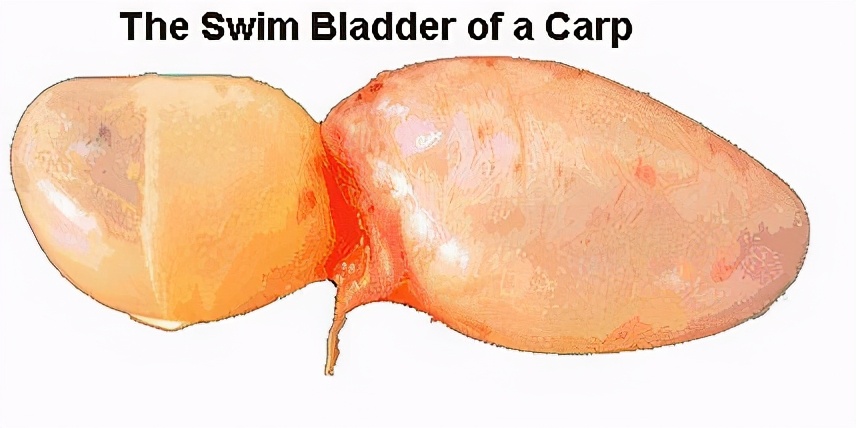 100个搞笑冷知识动物,奇葩动物冷知识你都知道哪几个