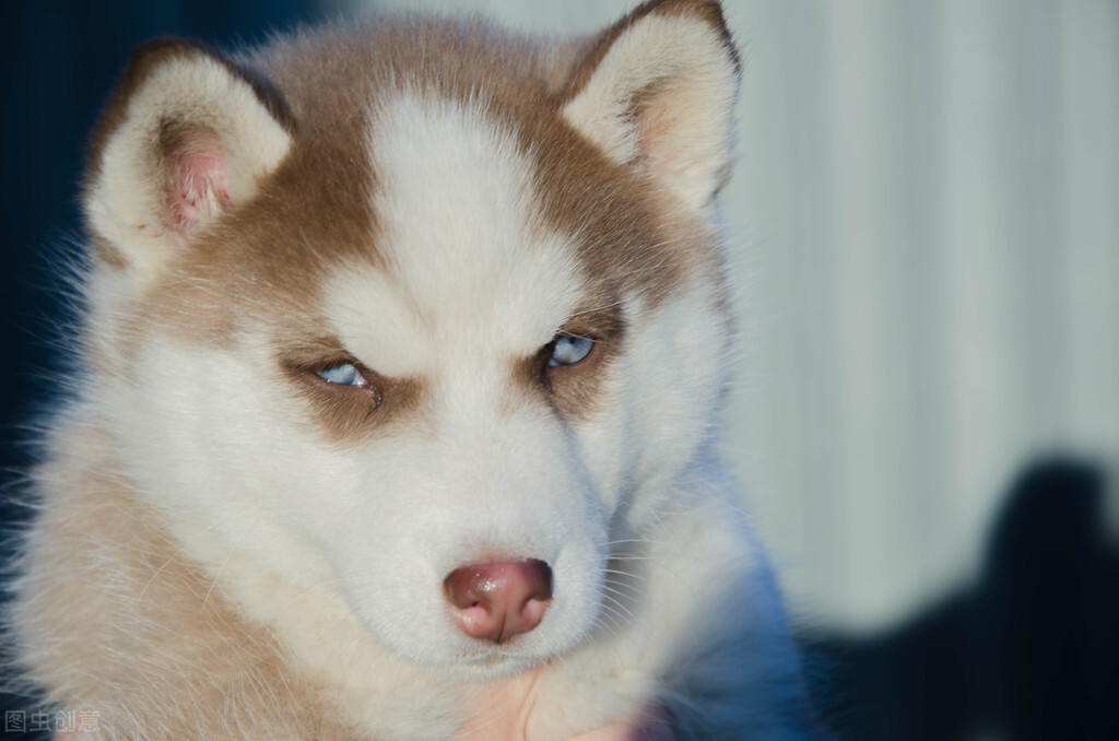 《浠蕲烽火》20细三儿接哥打狗棒绿豆眼瘦小很聪明
