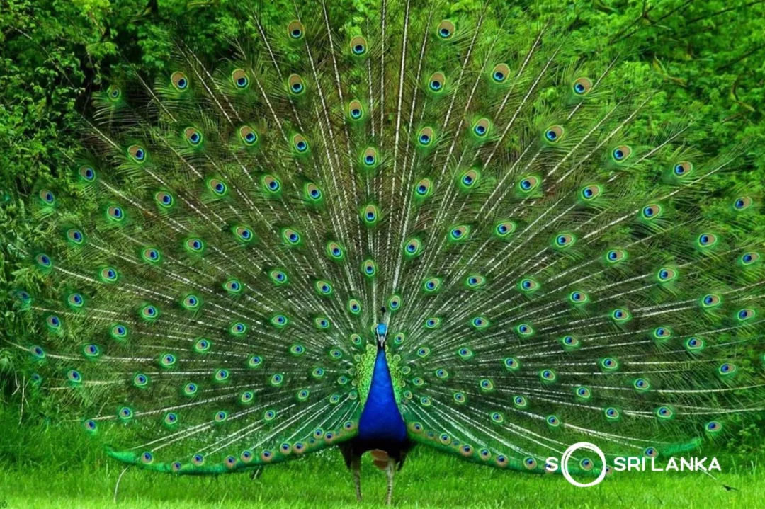 斯里兰卡的著名景区,斯里兰卡哪个公园最好