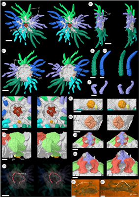 多条触手的海洋生物,50根触手的章鱼