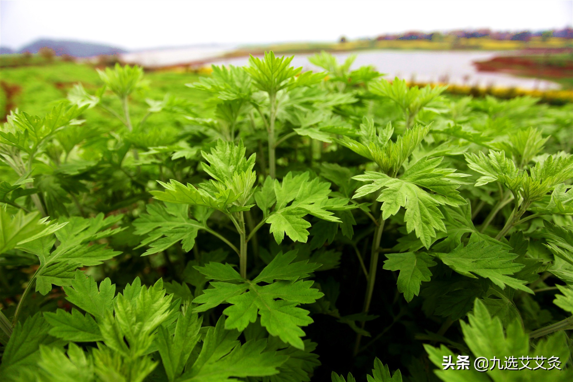 真假艾条怎么识别,怎样判断艾条的真假