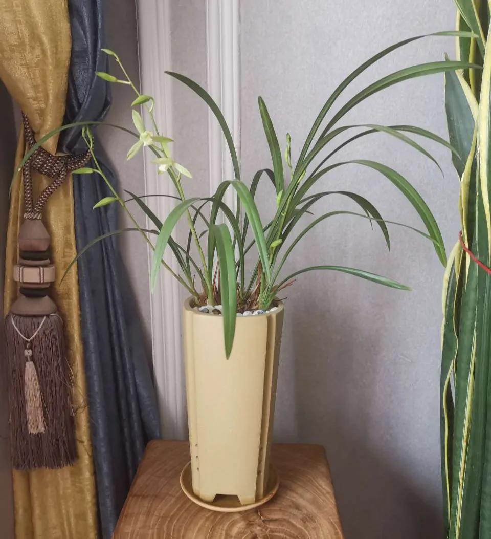 兰花上盆后怎样判断它服盆成活了,秋季兰花上盆方法