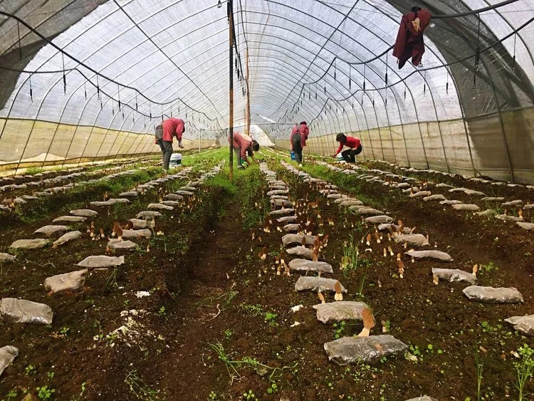 蔬菜大棚里种植出脱贫新希望,盘活撂荒蔬菜大棚种出致富新希望
