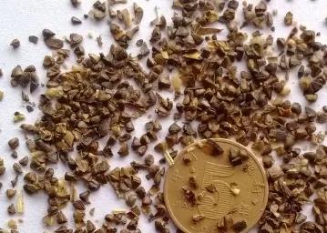 紫薇 LagerstroemiaindicaL.