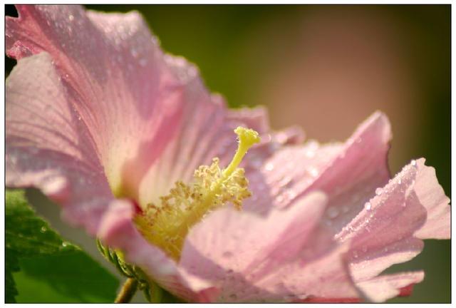 风中摇曳的秋色,是黛玉的“风露清愁”,是“年华都付与木芙蓉”