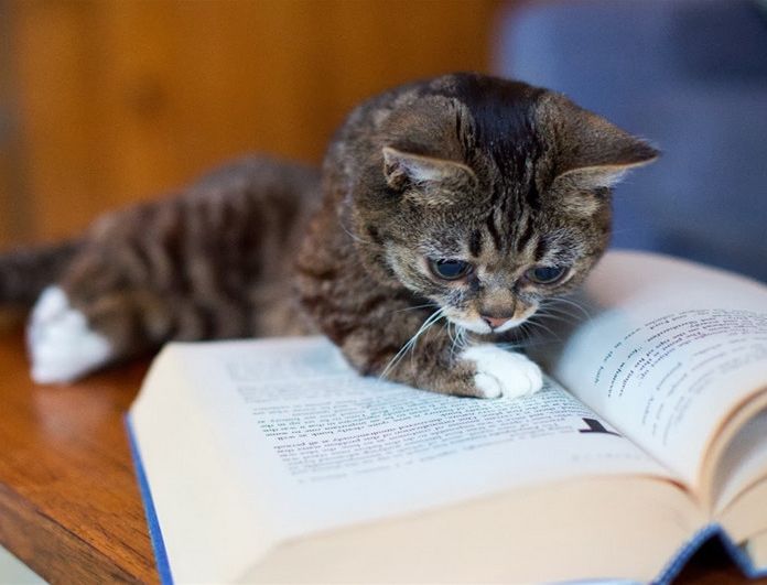 母猫太小暂时不想繁殖怎么办,家里有小母猫怎么处理