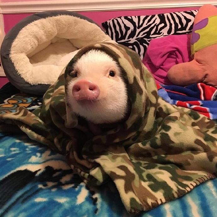 我是猪的对应数字,我是猪顺口溜