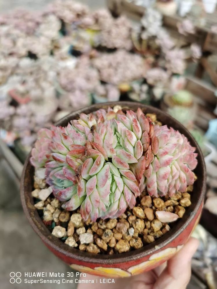 冬日如何更好地养多肉,冬天可以户外养护的多肉