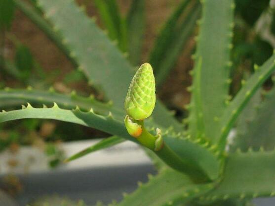 芦荟有毒吗能在室内养吗,芦荟有毒吗能吃吗