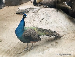 亲子游玩动物园地点推荐,假期亲子去哪玩