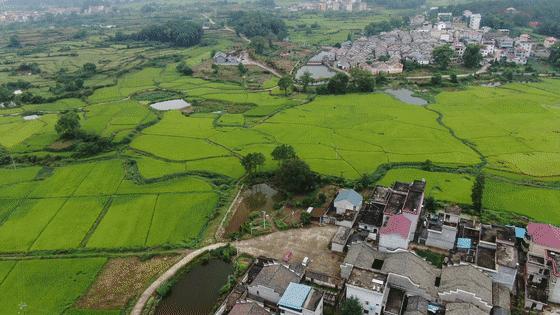 兴桥镇农业,兴桥镇农高区规划图