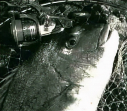 「日本专业矶钓书籍」80厘米超大真鲷鱼日本人气王鱼如何钓到