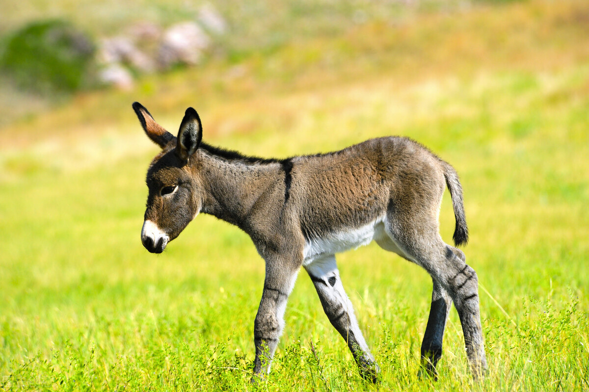 如果野外遇到野狗怎么办,如果在野外遇到狗要咬你怎么办