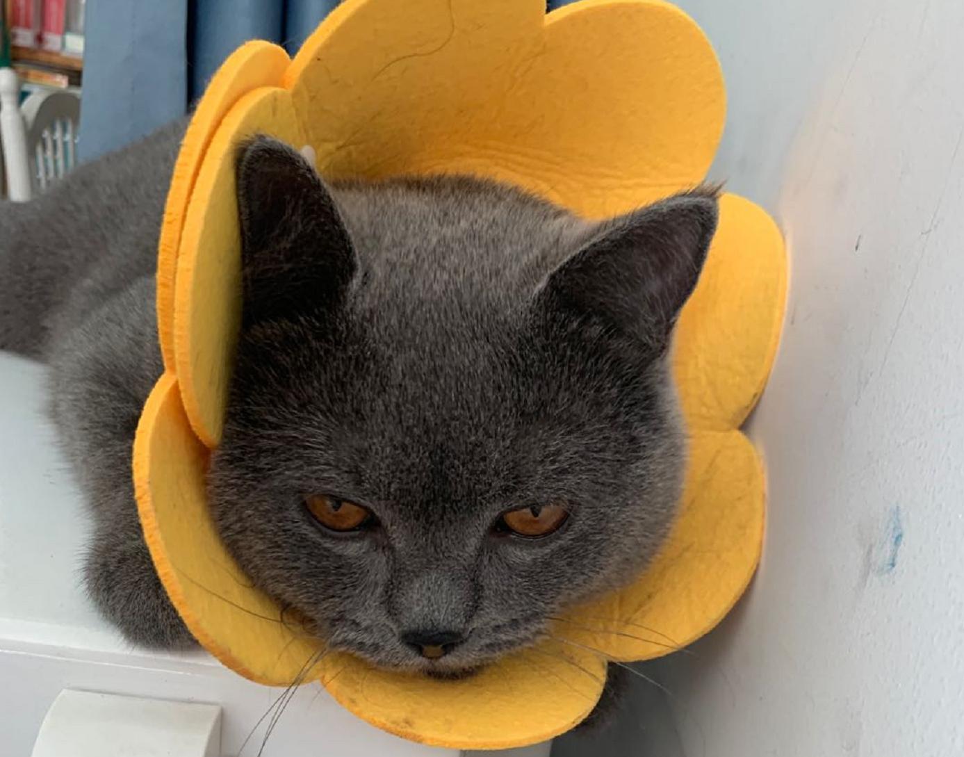 英短蓝白母猫最佳绝育年龄,英短蓝猫小奶猫的成长历程