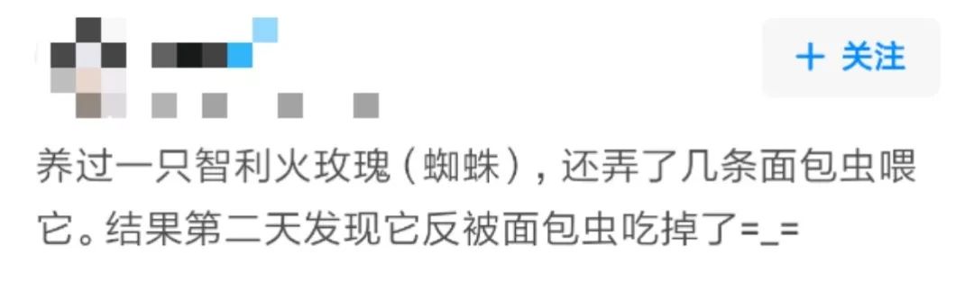 那些年舍友养过的奇葩宠物,你们身边的人都养什么奇怪的宠物