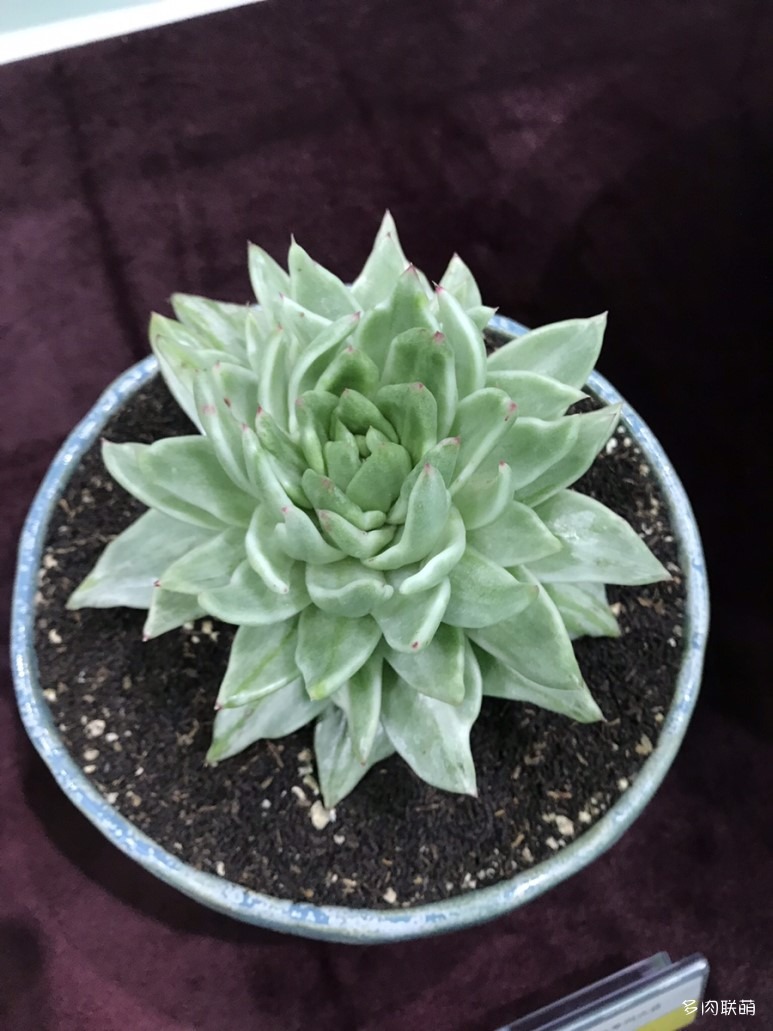 多肉欣赏桃美人,多肉植物欣赏