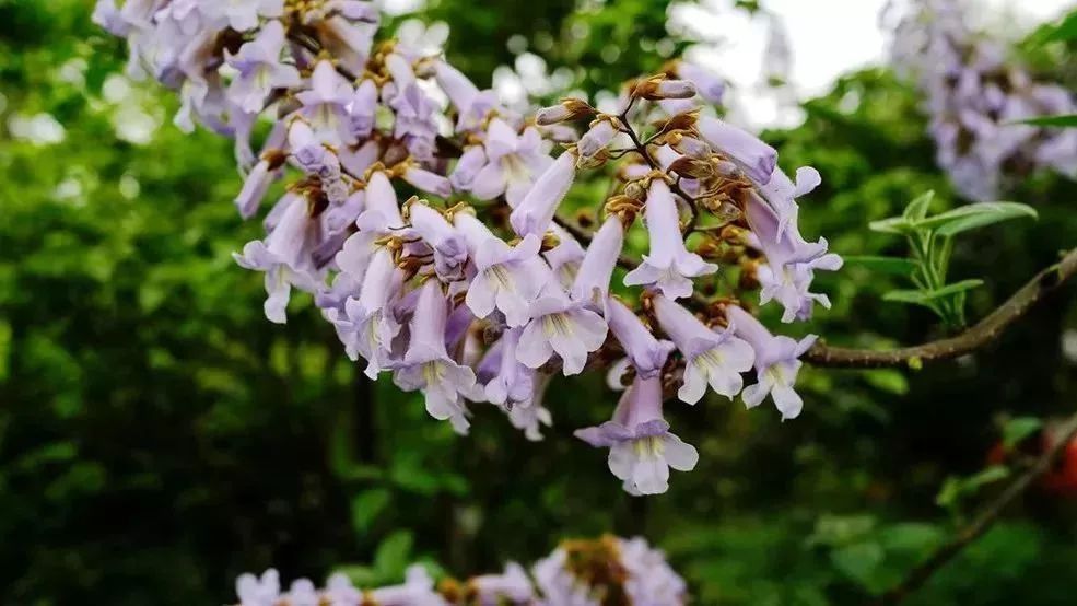 看到花的时候,不知是什么花?那就收下这份百花图谱