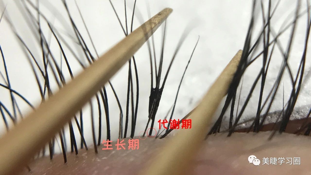 美睫要经常梳理睫毛吗,美睫睫毛出现问题怎么处理