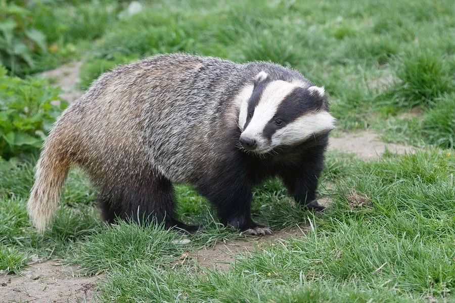 闰土与猹的爱情故事,闰土和猹的爱情故事音乐