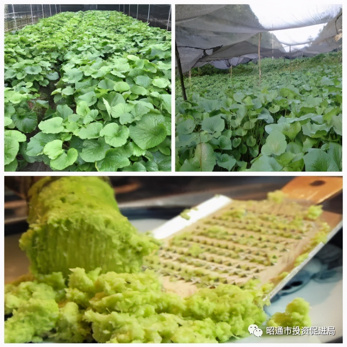 欢迎大家来公司合作,欢迎有识之士来投资兴业