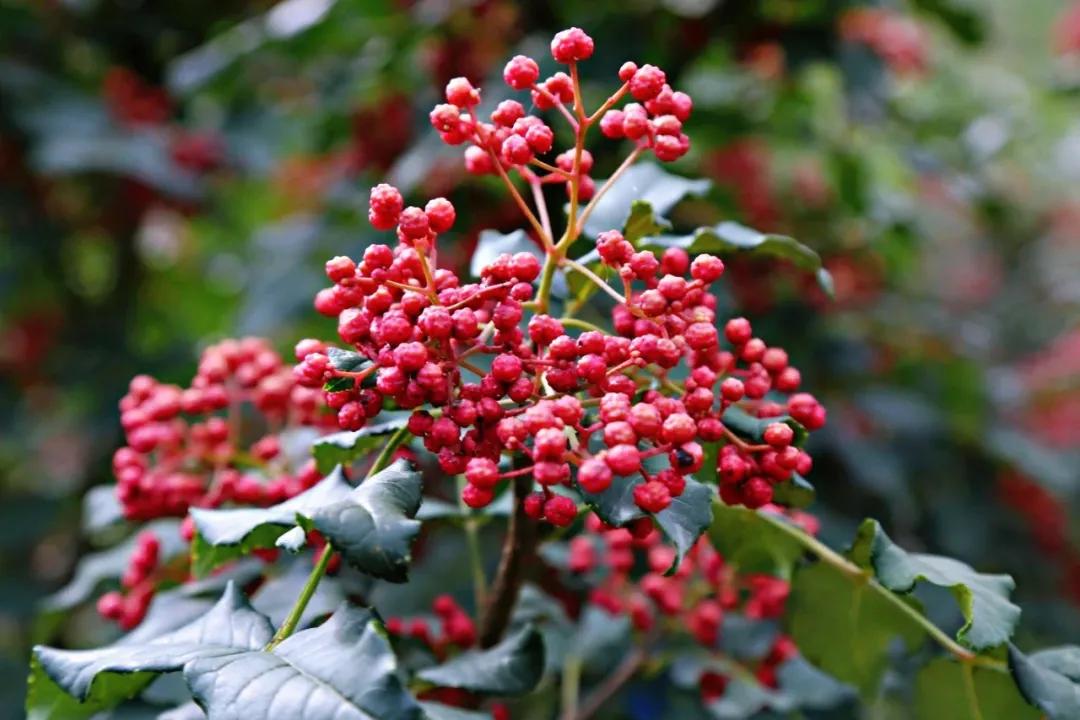 幸福武都,这就是幸福英文