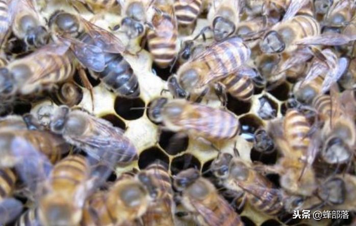 蜜蜂养殖如何防止被蜜蜂蛰,中蜂王怎么打蜂王不死