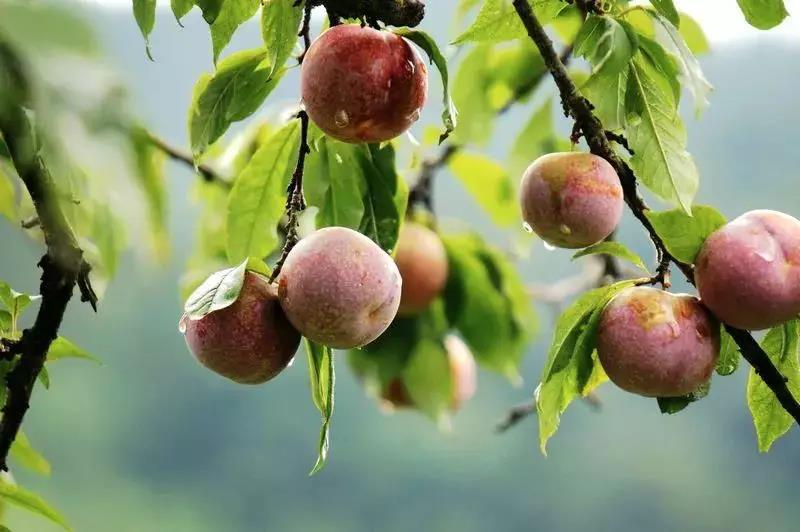 广东一路向南旅游攻略,一路向南探索异国风情