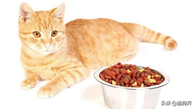 新手养猫攻略养猫需要注意什么,新手养猫攻略养猫必备清单超全