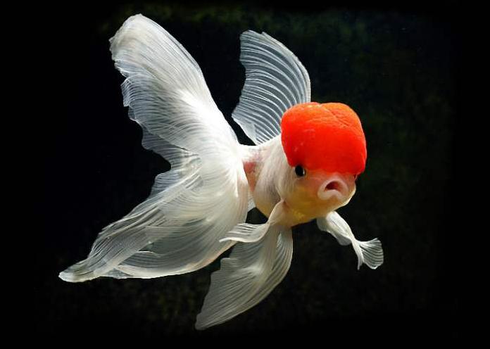 鹤顶红金鱼的养殖方法和注意事项,鹤顶红和草金鱼可以一同饲养吗