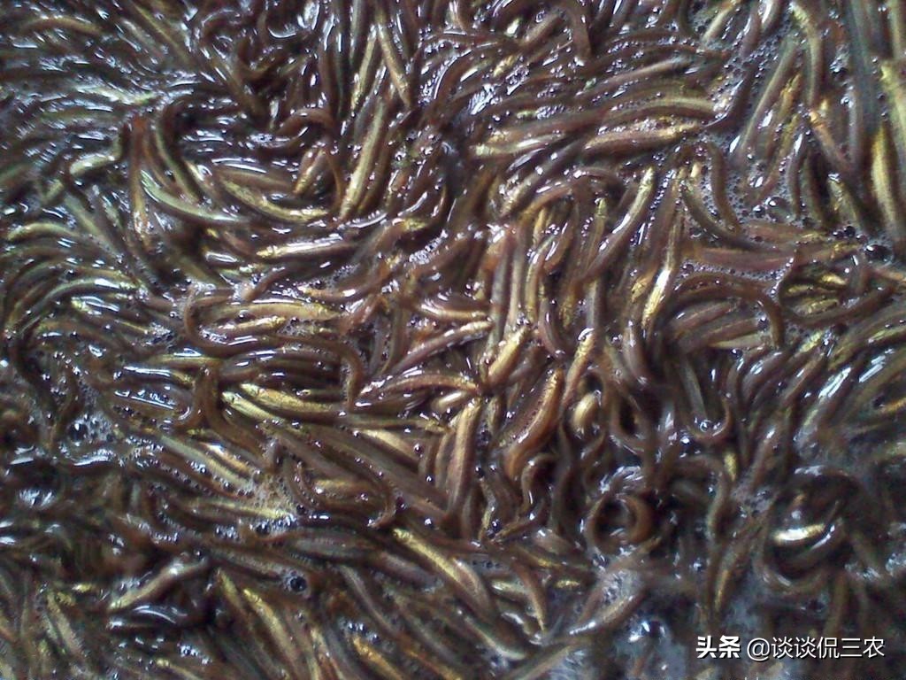 泥鳅养殖致富快一年收入过百万,养殖泥鳅能赚多少钱一斤