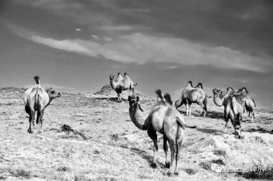 戈壁红驼，乌拉特草原上的珍珠