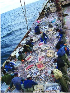 当渔民,你想当渔夫还是富翁