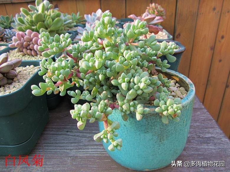 白菊怎么养才能开花呢,白菊黄菊的养护方法