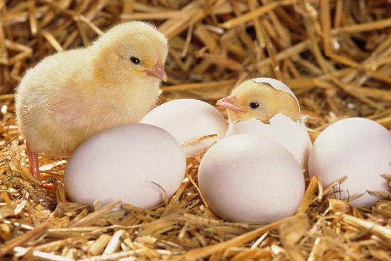 肉鸡的防疫流程,肉鸡防疫