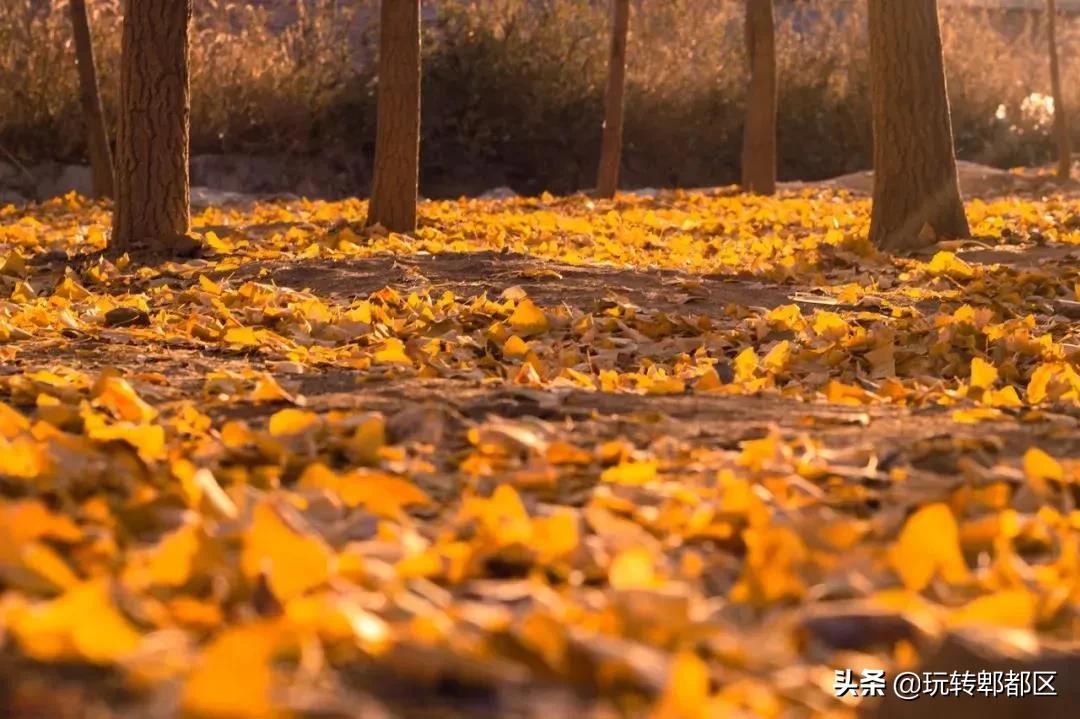 郫都区十大银杏打卡地,郫都区看银杏最好的地方